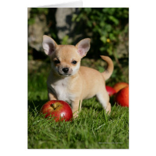 Perrito de la chihuahua con las manzanas