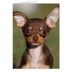 Perrito de la chihuahua que mira la cámara