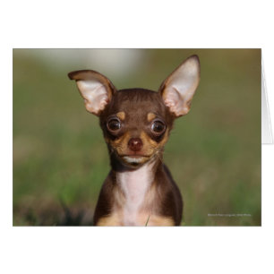 Perrito de la chihuahua que mira la cámara