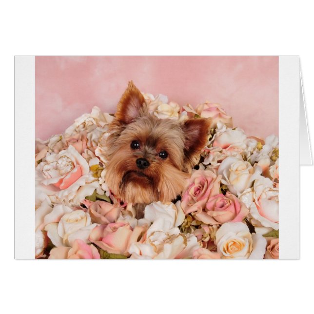 Perrito de la flor (Anverso (Horizontal))