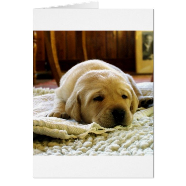 perrito de laboratorio amarillo 2 (Frente)