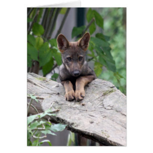perrito de lobo