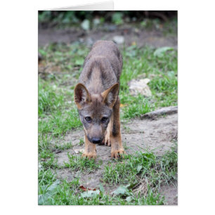 perrito de lobo