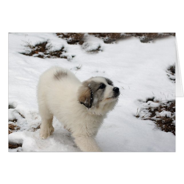 Perrito de los grandes Pirineos (Anverso (Horizontal))