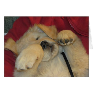 Perrito de oro cómodo