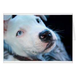 Perrito de Pitbull del bebé