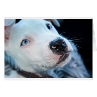 Perrito de Pitbull del bebé