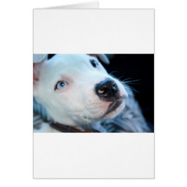 Perrito de Pitbull del bebé