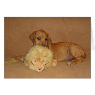 Perrito de Rhodesian Ridgeback