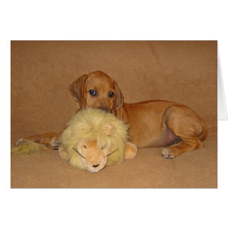 Perrito de Rhodesian Ridgeback