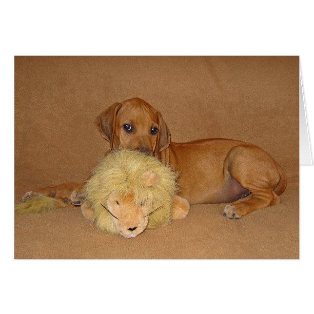 Perrito de Rhodesian Ridgeback (Anverso (Horizontal))