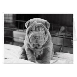 Perrito de Sharpei