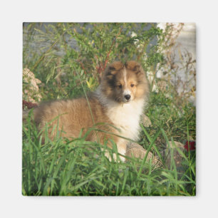 Perrito de Sheltie que se coloca en hierba e imán