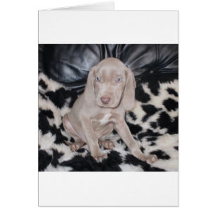 Perrito de Weimaraner