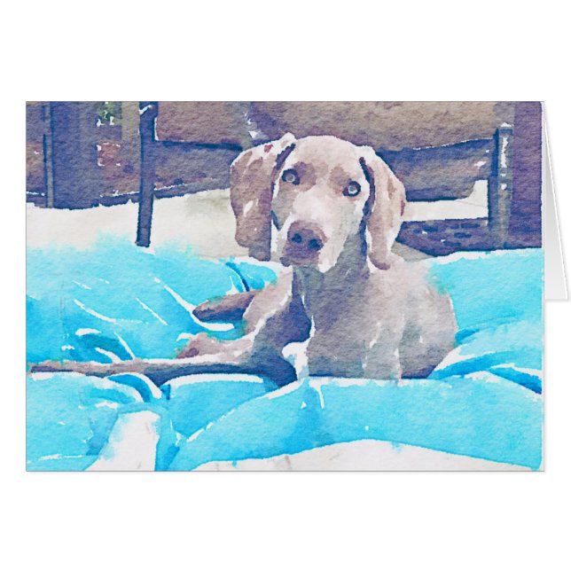 Perrito de Weimaraner (Anverso (Horizontal))