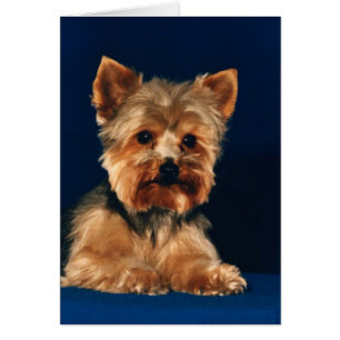 Perrito de Yorkshire Terrier