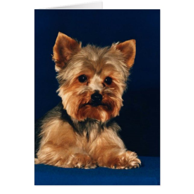 Perrito de Yorkshire Terrier (Frente)