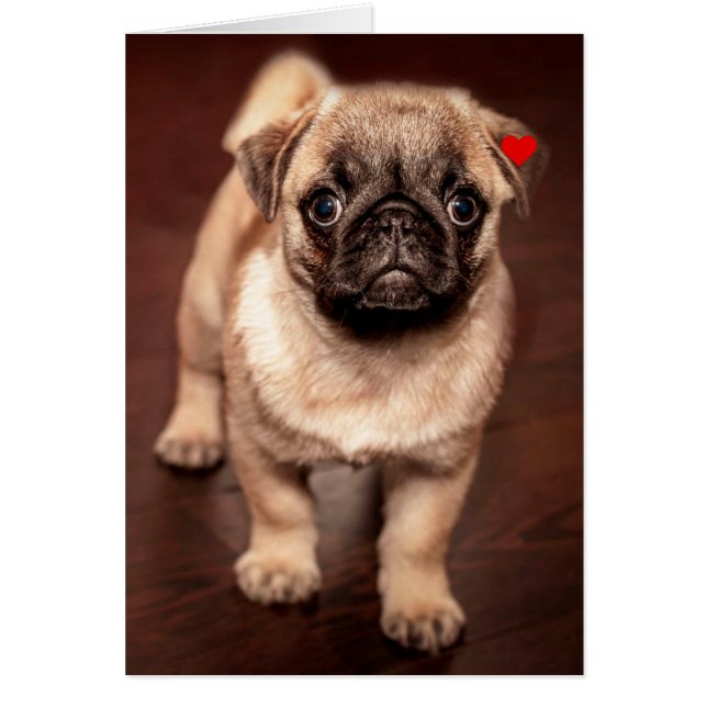 Perrito del barro amasado (Frente)