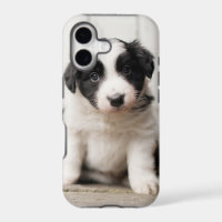 Perrito del border collie