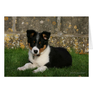 Perrito del border collie con la hoja en boca