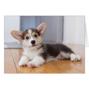 Perrito del Corgi Galés del Pembroke