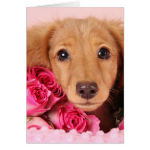 Perrito del Dachshund rodeado por los rosas