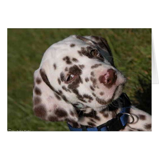 Perrito del Dalmatian del hígado (Anverso (Horizontal))