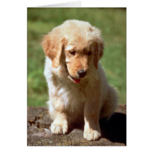 Perrito del golden retriever