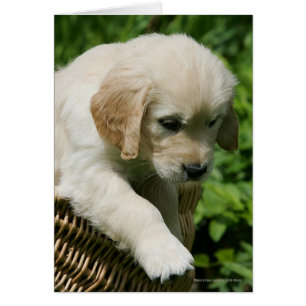 Perrito del golden retriever en cesta
