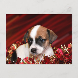 Perrito del navidad