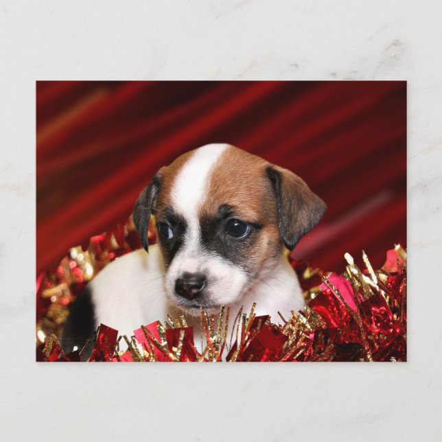 Perrito del navidad (Anverso)