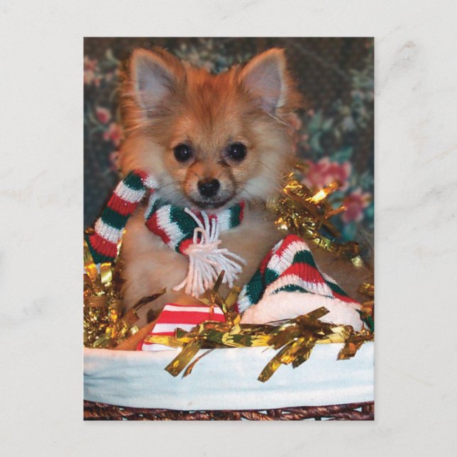 Perrito del navidad (Anverso)