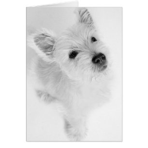 Perrito del oeste de Terrier de la montaña