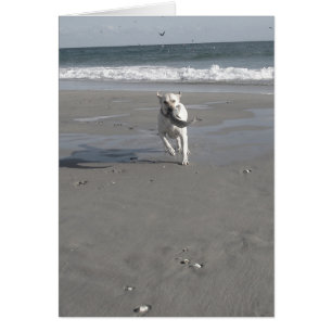 Perrito del salmonete