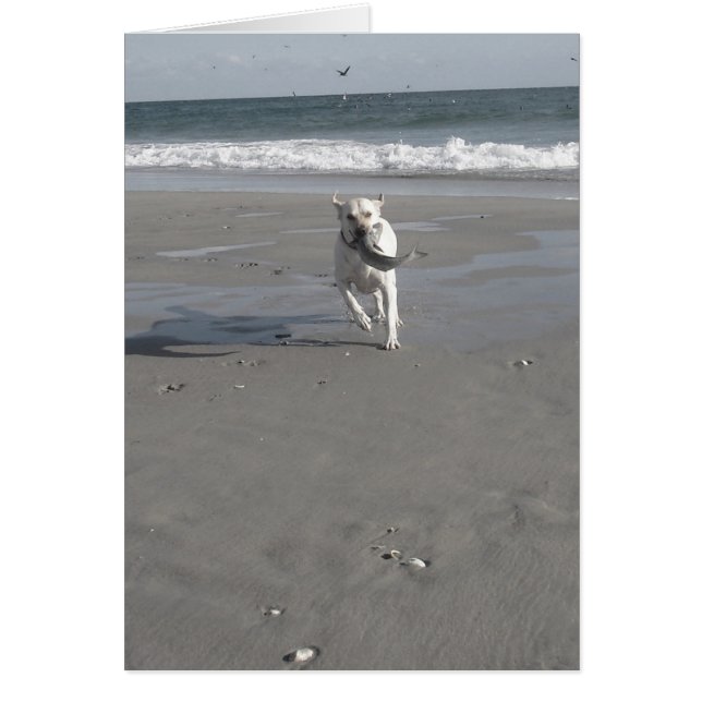 Perrito del salmonete (Frente)