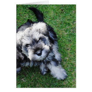 schnauzer