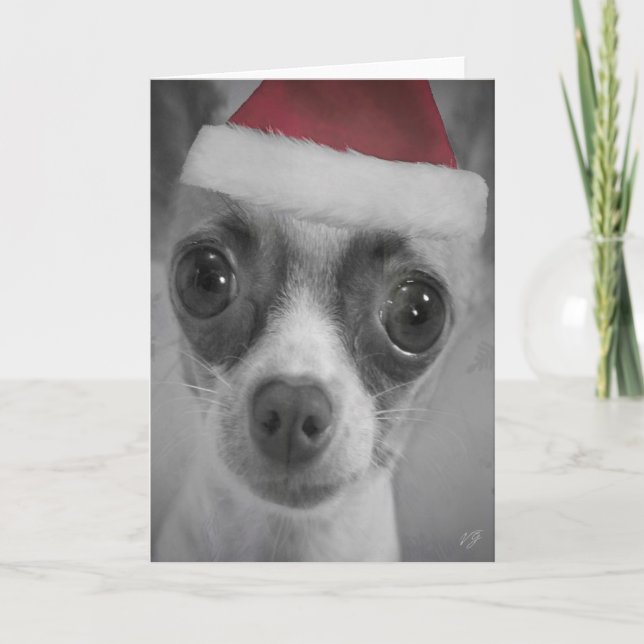 Perrito divertido de la chihuahua del navidad con (Anverso)