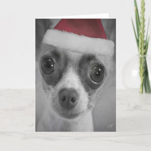 Perrito divertido de la chihuahua del navidad con