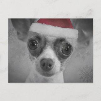 Perrito divertido de la chihuahua del navidad con