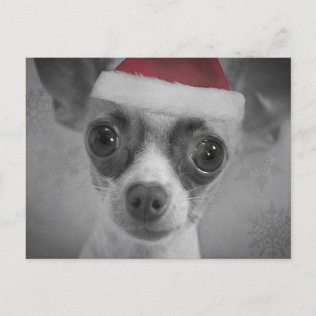 Perrito divertido de la chihuahua del navidad con (Anverso)