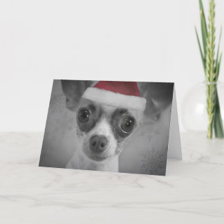Perrito divertido de la chihuahua del navidad con
