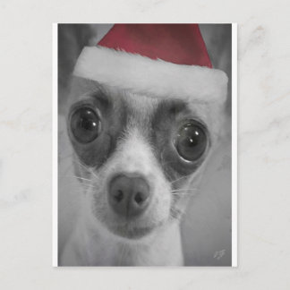 Perrito divertido de la chihuahua del navidad con