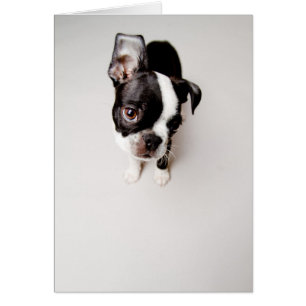 Perrito Edison Boston Terrier.
