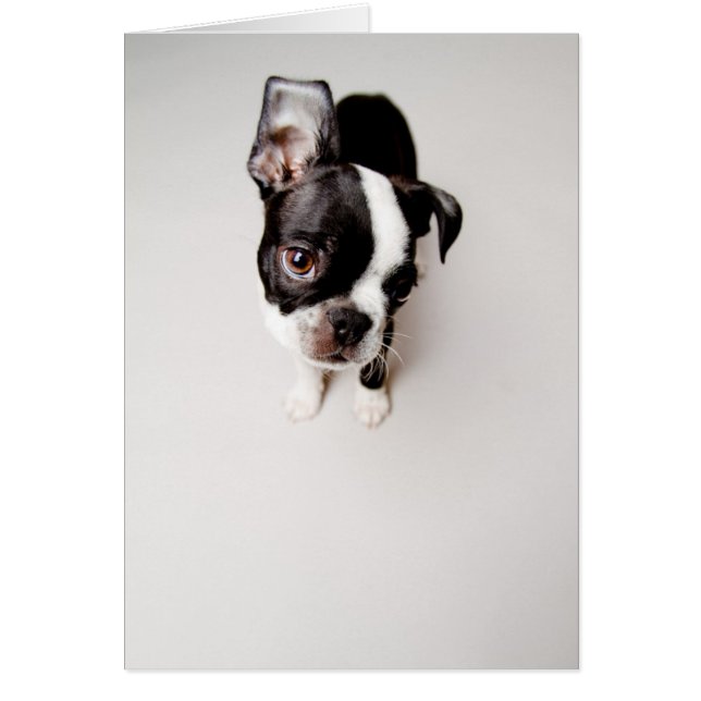 Perrito Edison Boston Terrier. (Frente)
