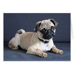 Perrito en gandulear el sofá