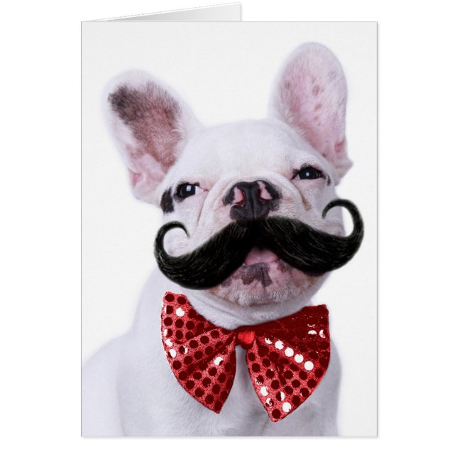 Perrito francés del bulldog con el bigote (Frente)