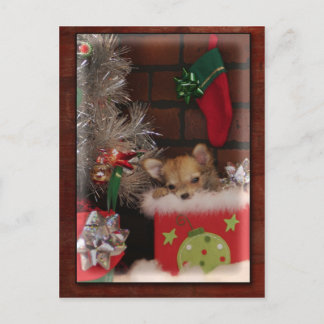 Perrito lindo de la chihuahua del navidad en caja