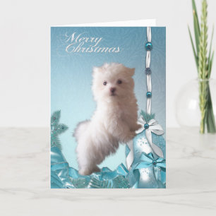 Perrito maltés cachorro Navidad