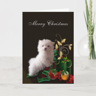 Perrito maltés cachorro Navidad