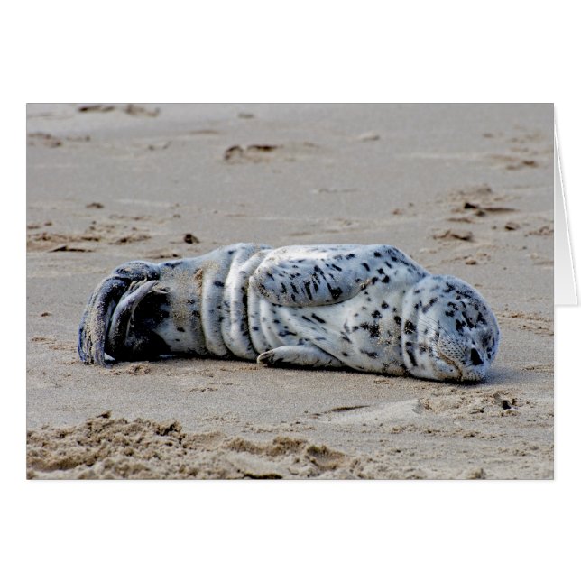 Perrito manchado del león marino (Anverso (Horizontal))